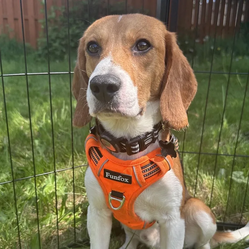 A young small-sized male Tricolor (Brown, Black, & White) Beagle dog named Lucky for adoption in Portland, OR
