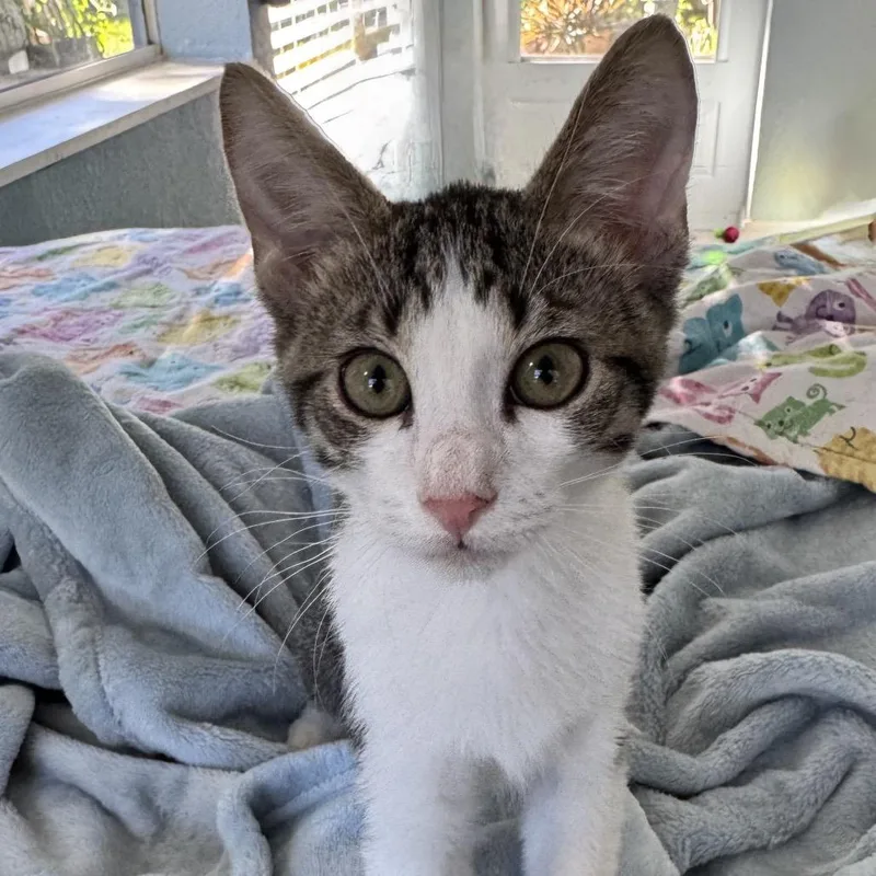 A baby small-sized male Domestic Medium Hair cat named Lil Dipper for adoption in Titusville, FL