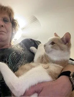 A young medium-sized male Orange & White Domestic Short Hair cat named Mike for adoption in Nashville, TN