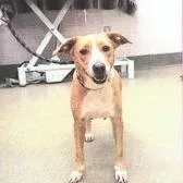 An adult medium-sized female Yellow / Tan / Blond / Fawn Terrier dog named Tamtam for adoption in Buellton, CA
