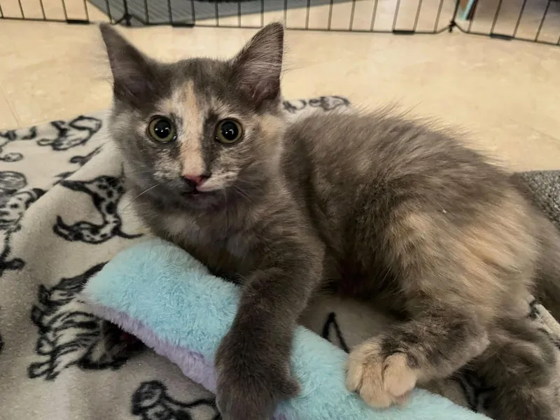 Gracie