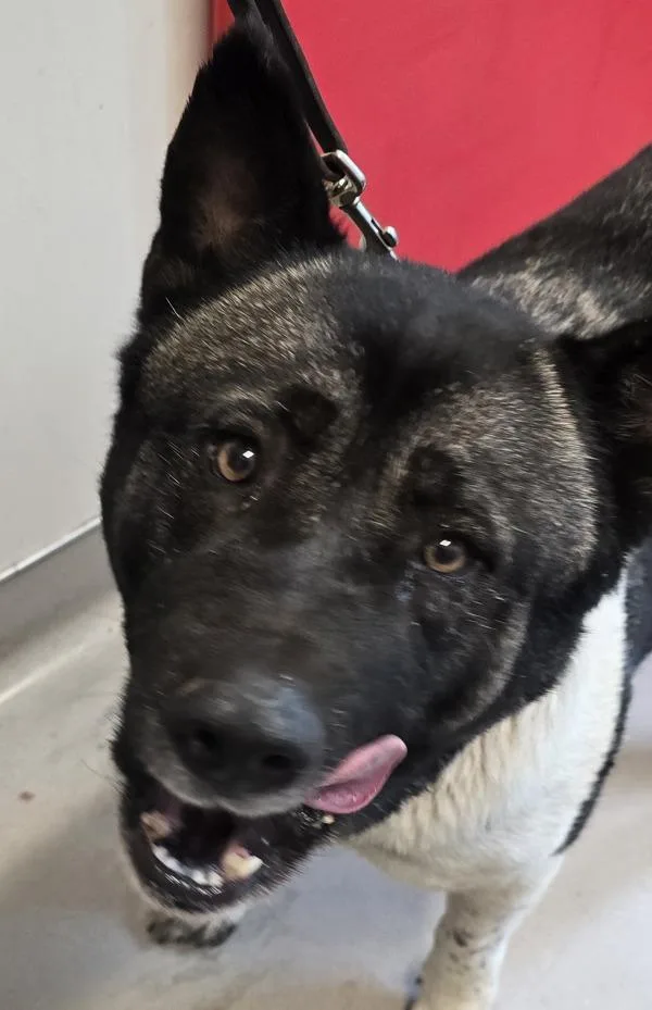 An adult extra large-sized female Akita dog named Mynie for adoption in San Diego, CA