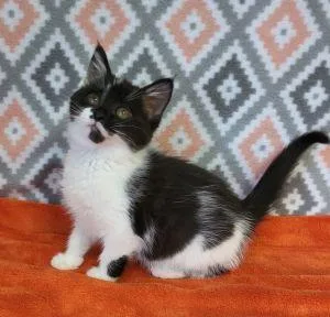 A young medium-sized female Domestic Short Hair cat named Petunia for adoption in Bucyrus, OH