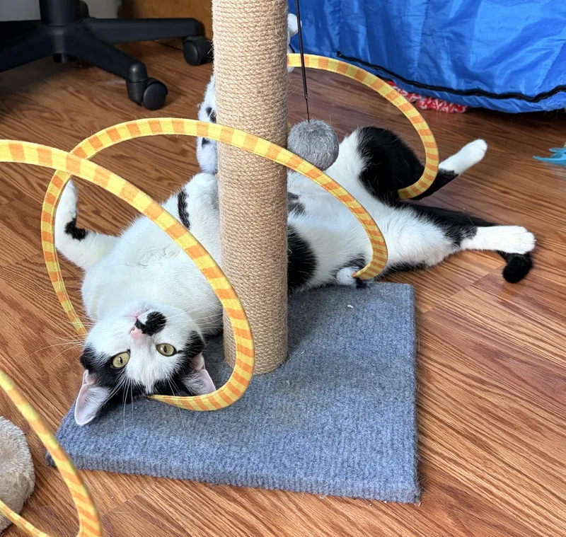 A young medium-sized female Black & White / Tuxedo Domestic Short Hair cat named Lily for adoption in Montclair, NJ
