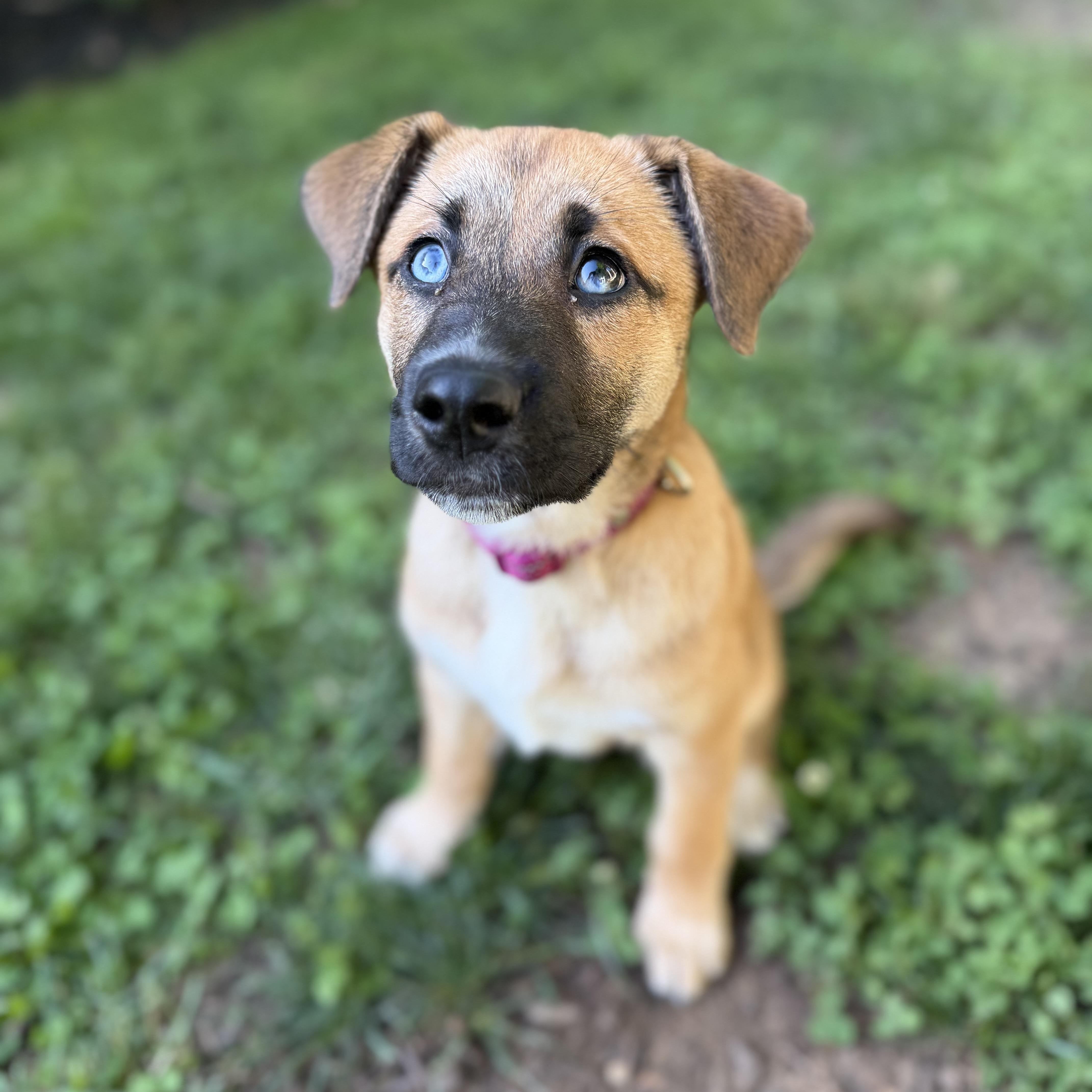 A young medium-sized female Shepherd dog named Rose for adoption in Charlotte, NC
