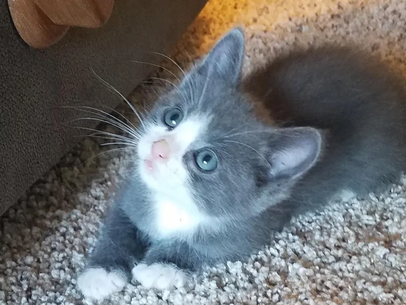 A baby medium-sized female Gray & White Domestic Medium Hair cat named Shadow for adoption in Pocatello, ID