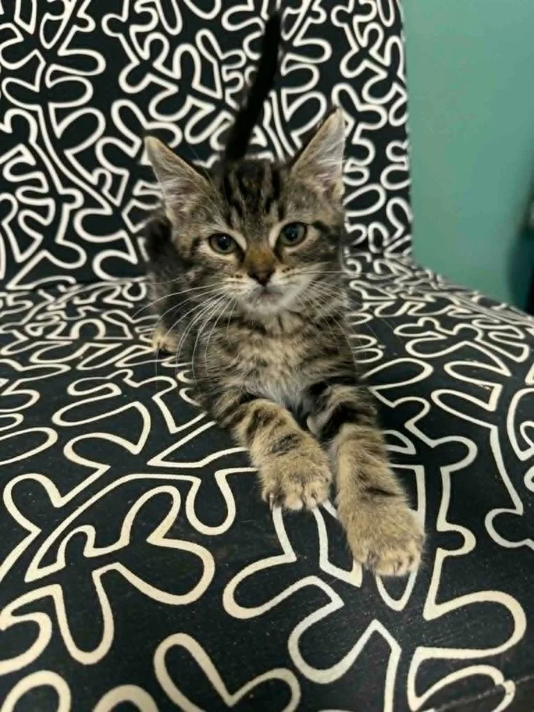 A baby medium-sized male Domestic Short Hair cat named Dime for adoption in Marion, OH