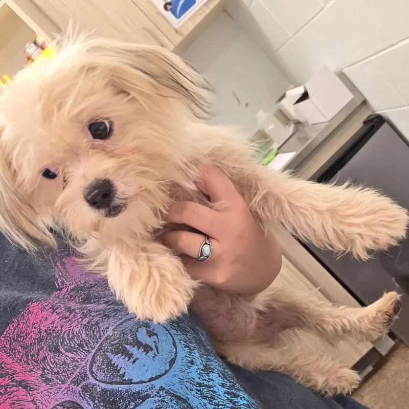 A baby small-sized female White / Cream Maltese dog named Fluff for adoption in Chattanooga, TN