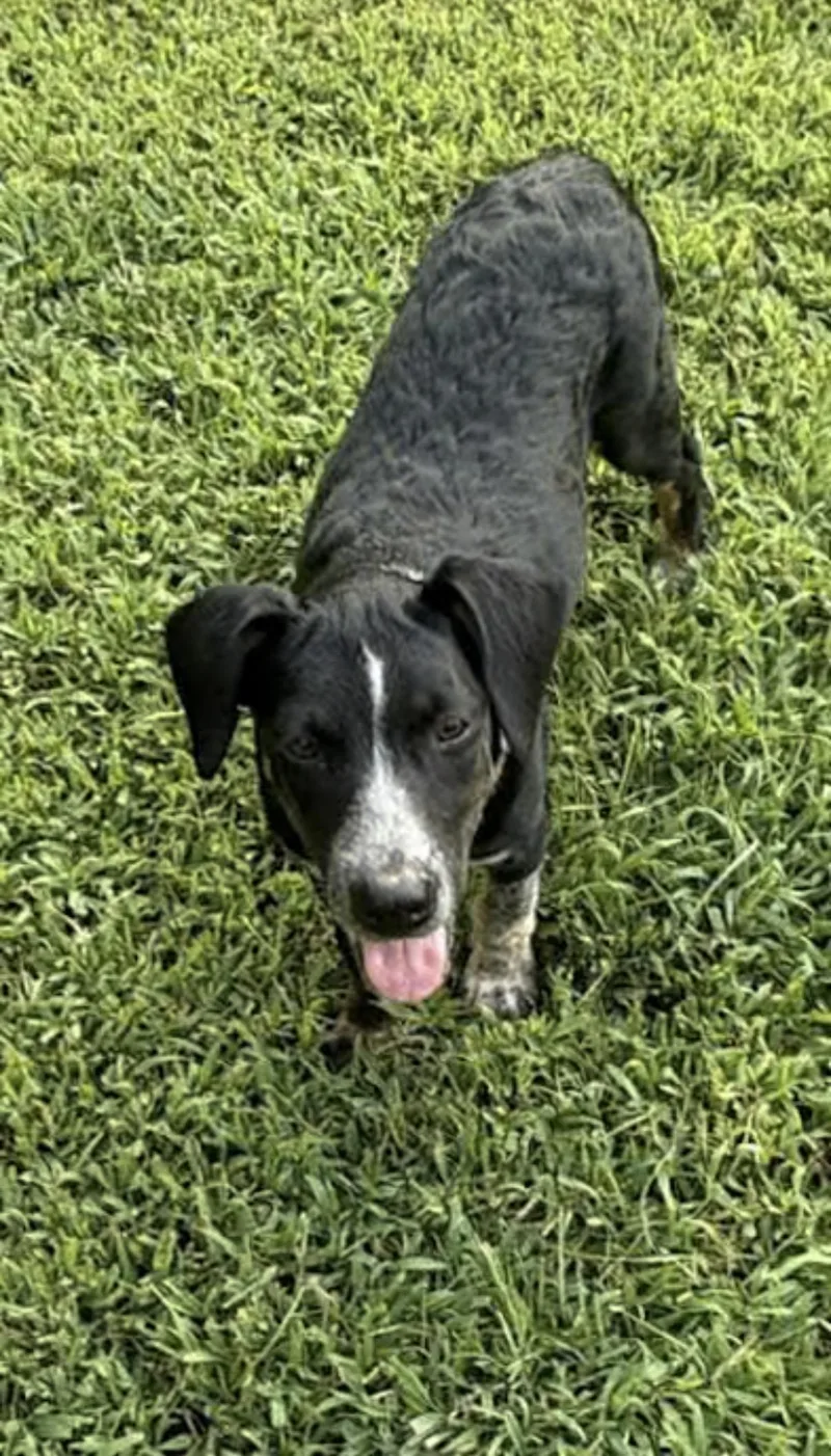 Lovey