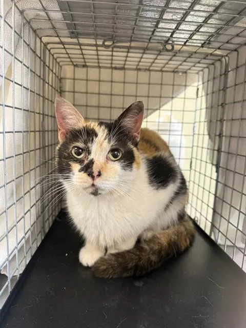 A young medium-sized female Domestic Short Hair cat named Winona for adoption in Fort Myers, FL