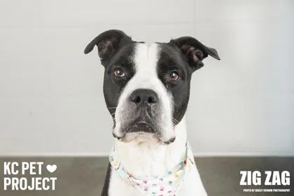 An adult large-sized male Black Pit Bull Terrier dog named Zig Zag for adoption in Kansas City, MO