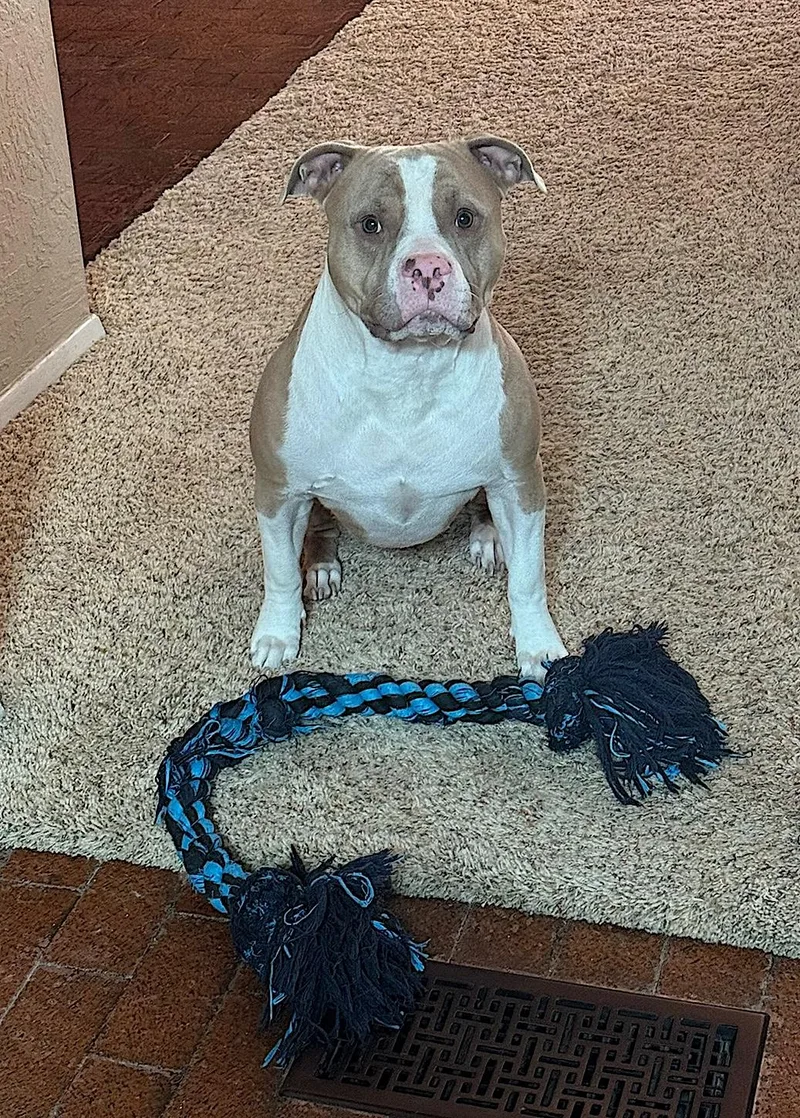A young large-sized male Yellow / Tan / Blond / Fawn Pit Bull Terrier dog named Maximus for adoption in Amherst, MA