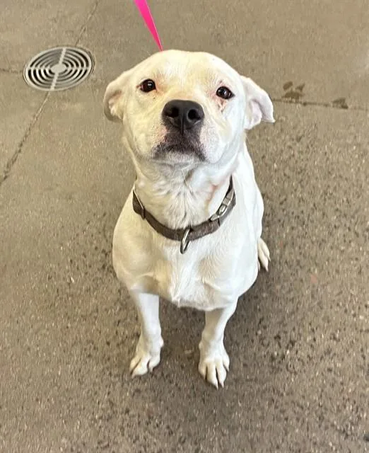 A young large-sized female Pit Bull Terrier dog named Keke for adoption in Mesa, AZ