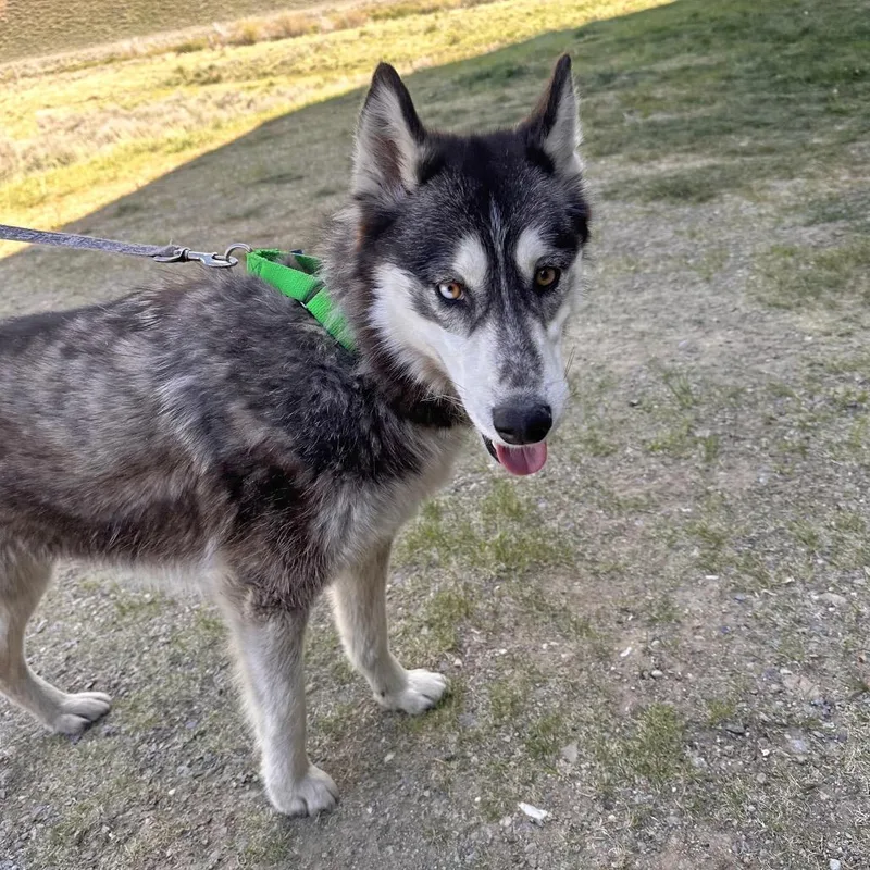 An adult medium-sized female White / Cream Mixed Breed dog named Ellora for adoption in Hailey, ID