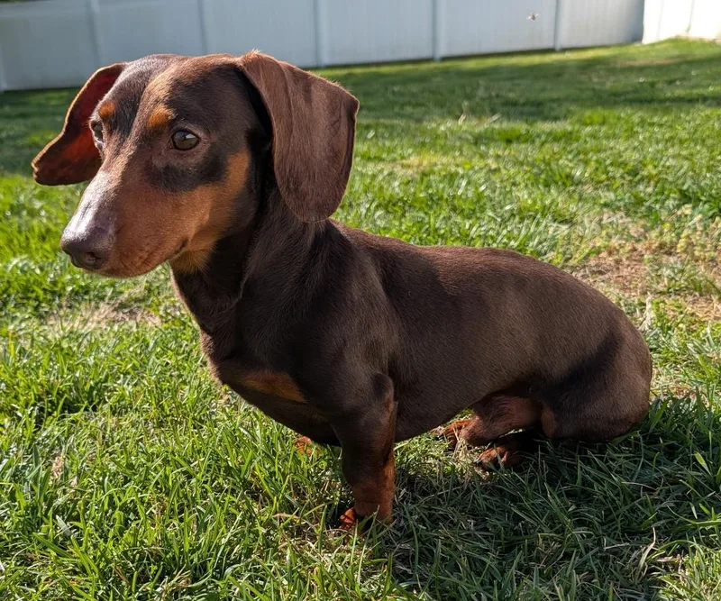 An adult small-sized male Brown / Chocolate Dachshund dog named Slinky In Ga for adoption in Shelbyville, TN