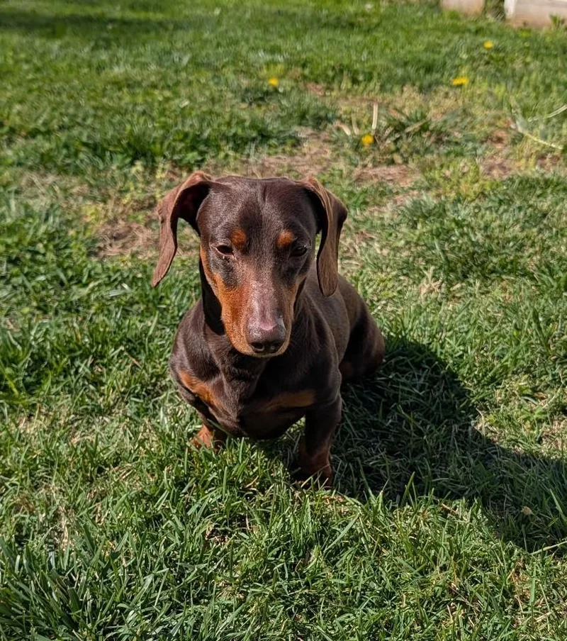 Slinky In Ga thumbnail 5