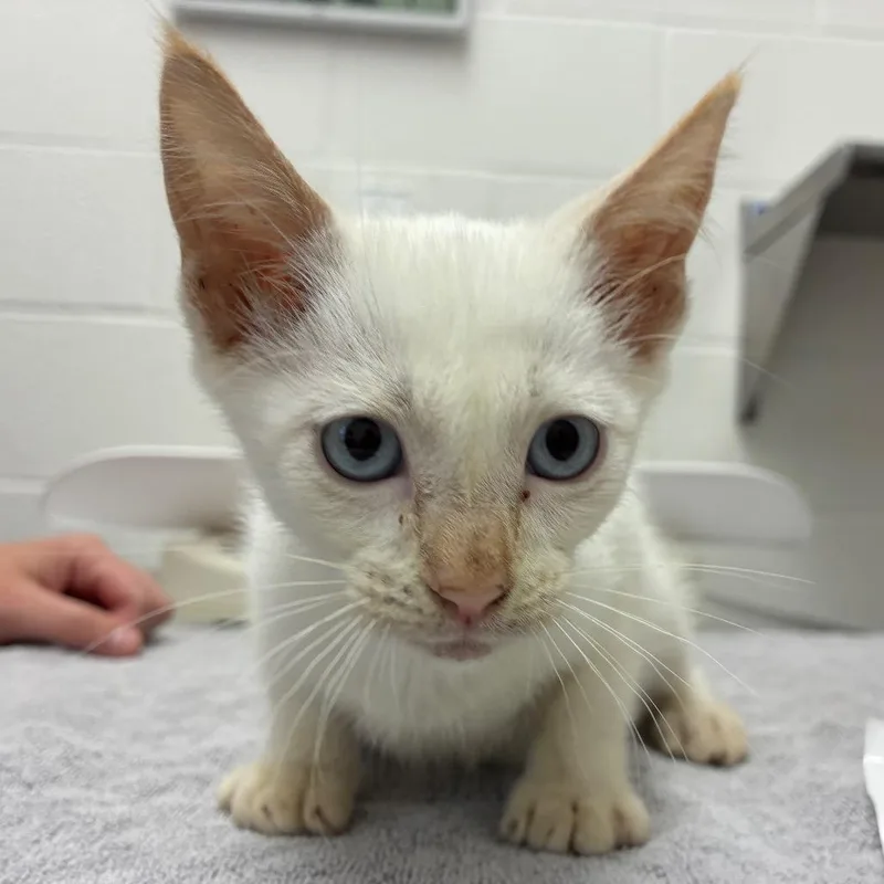 A baby small-sized male Flame Point Siamese cat named Batty Koda for adoption in Corpus Christi, TX