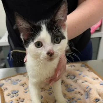 A baby small-sized female Domestic Short Hair cat named Amber for adoption in Chaska, MN