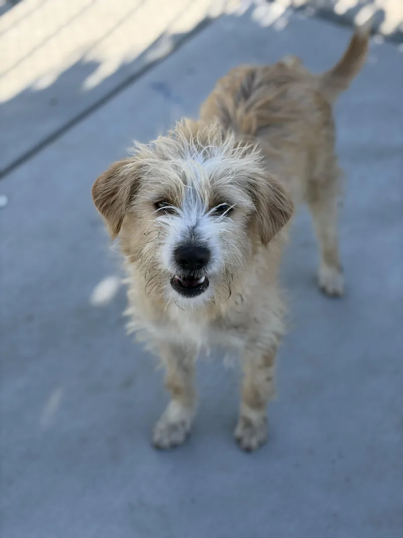 A young medium-sized male Terrier dog named Lexo for adoption in Corona, CA