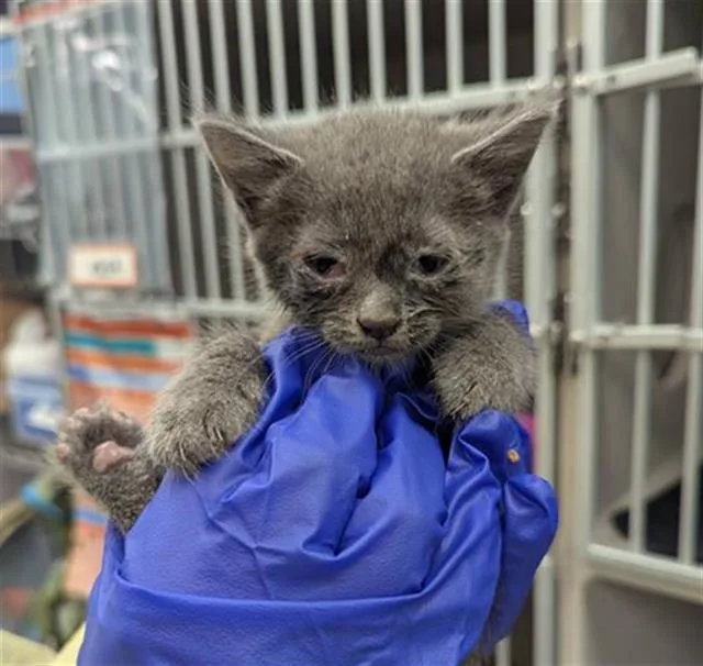 A baby medium-sized male Domestic Short Hair cat named Tundra for adoption in Dallas, TX