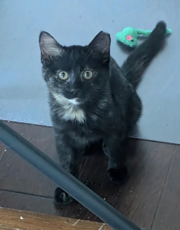 A young medium-sized female Tortoiseshell Domestic Short Hair cat named Firefly for adoption in Bardstown, KY