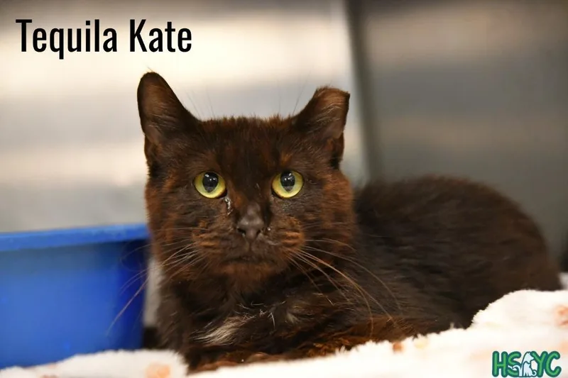 A senior medium-sized female Domestic Short Hair cat named Tequila Katie for adoption in Fort Mill, SC