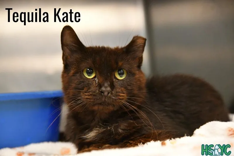 Tequila Katie thumbnail 2
