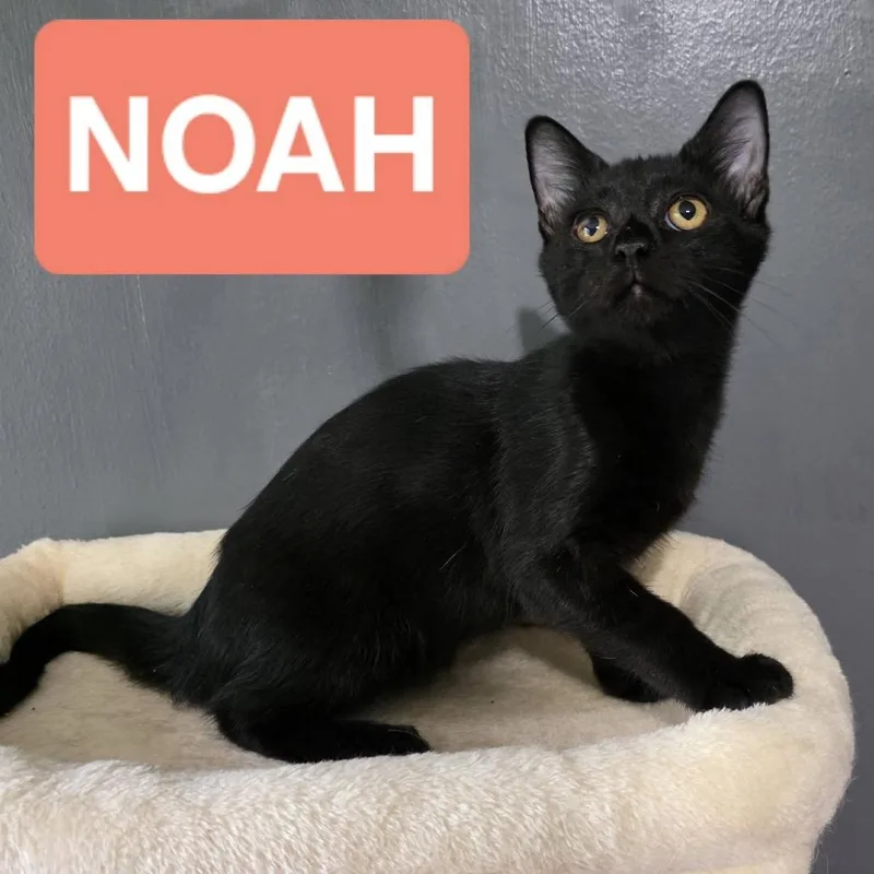 Noah