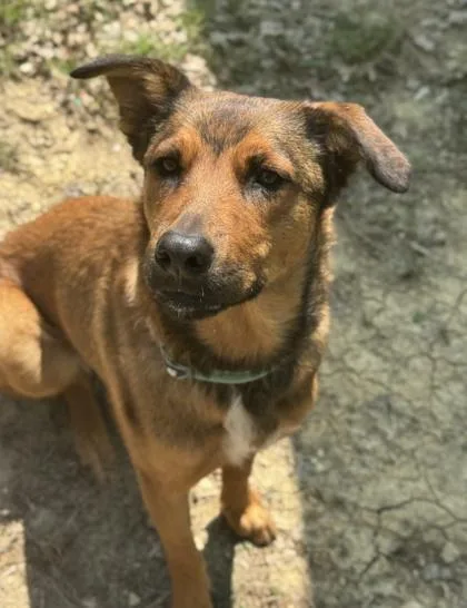 An adult medium-sized female Shepherd dog named Indie for adoption in San Antonio, TX