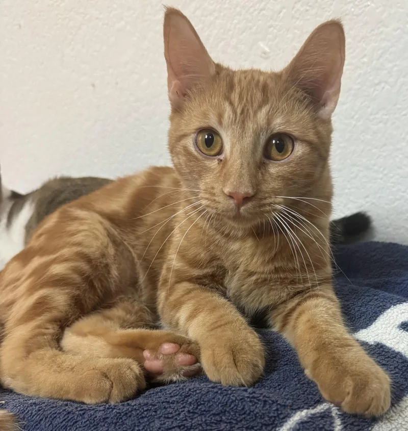 A young medium-sized male Orange / Red Domestic Short Hair cat named Rusty for adoption in Plano, TX