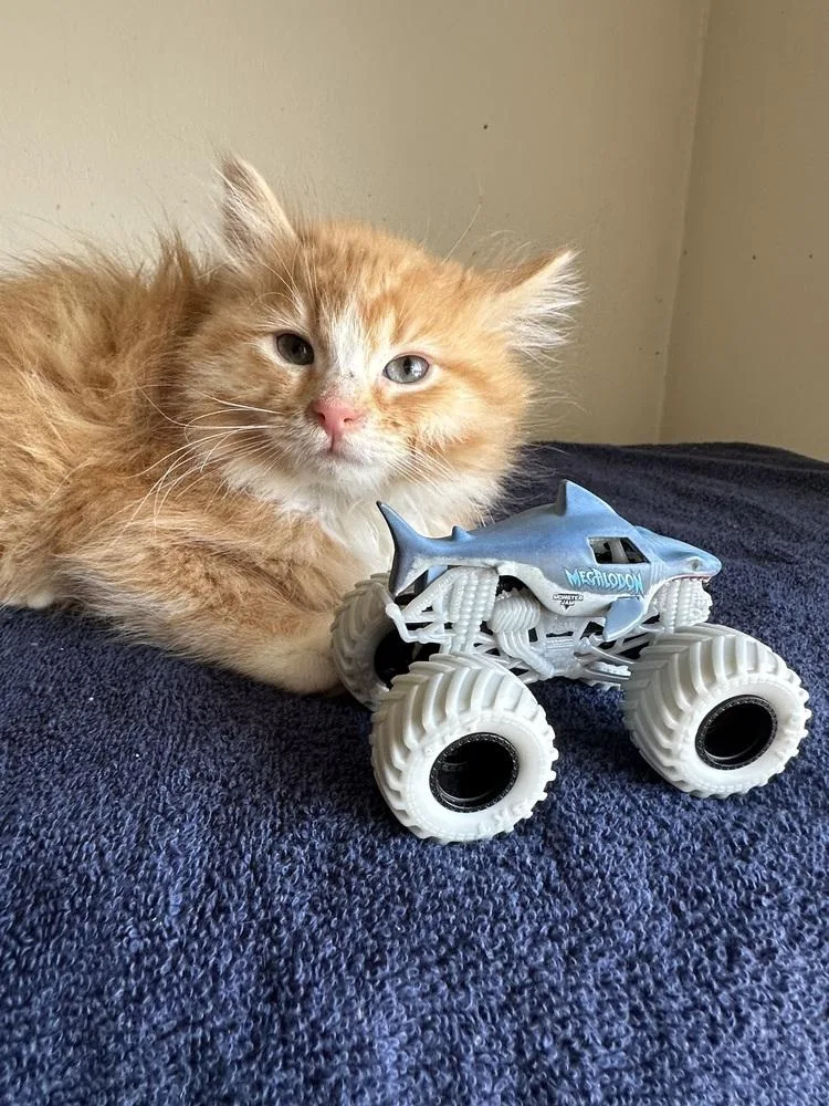 A baby small-sized female Orange & White Maine Coon cat named Megalodon for adoption in Chicago, IL