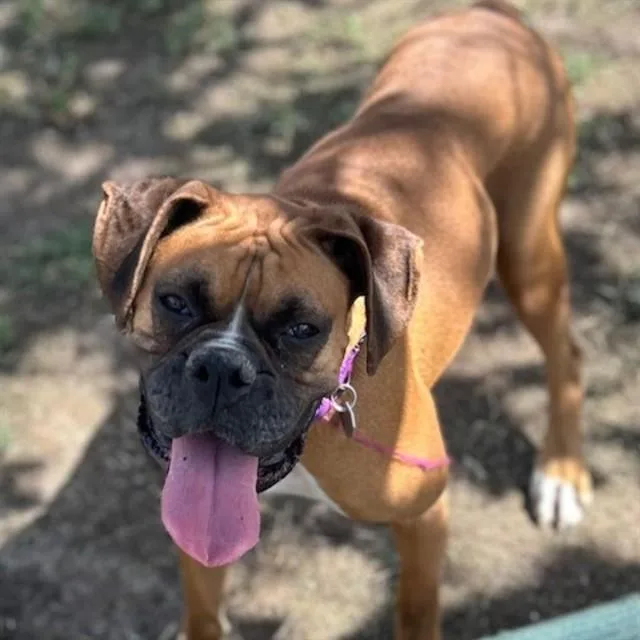 An adult medium-sized female Boxer dog named Jackie for adoption in Aurora, CO