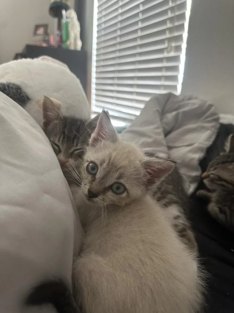 A baby small-sized male Domestic Short Hair cat named Maui for adoption in Dallas, TX