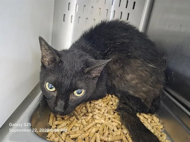 An adult small-sized female Domestic Short Hair cat named Little One for adoption in Orlando, FL