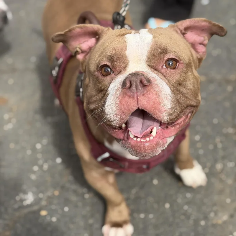 A young medium-sized female American Bully dog named Louise for adoption in Mahwah, NJ