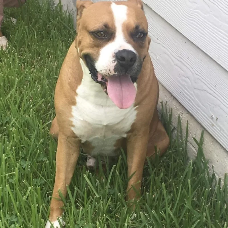 An adult large-sized male Boxer dog named Henry for adoption in Magnolia, TX