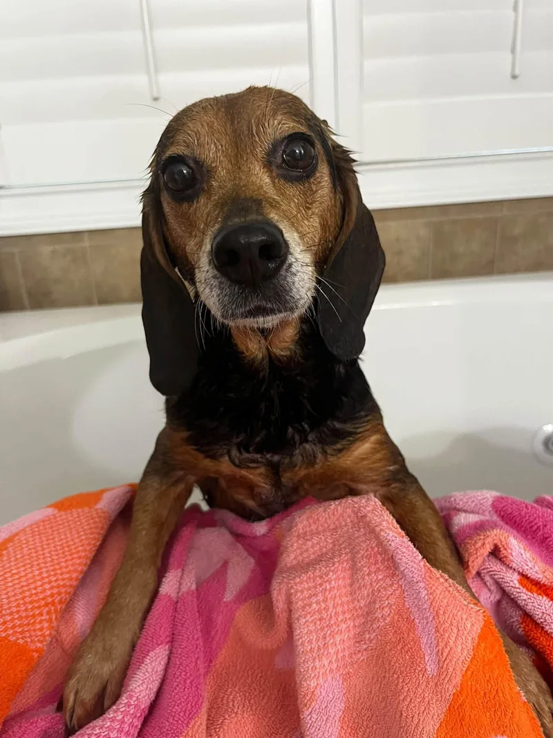 A senior small-sized female Beagle dog named Lizzie for adoption in Williamsburg, VA