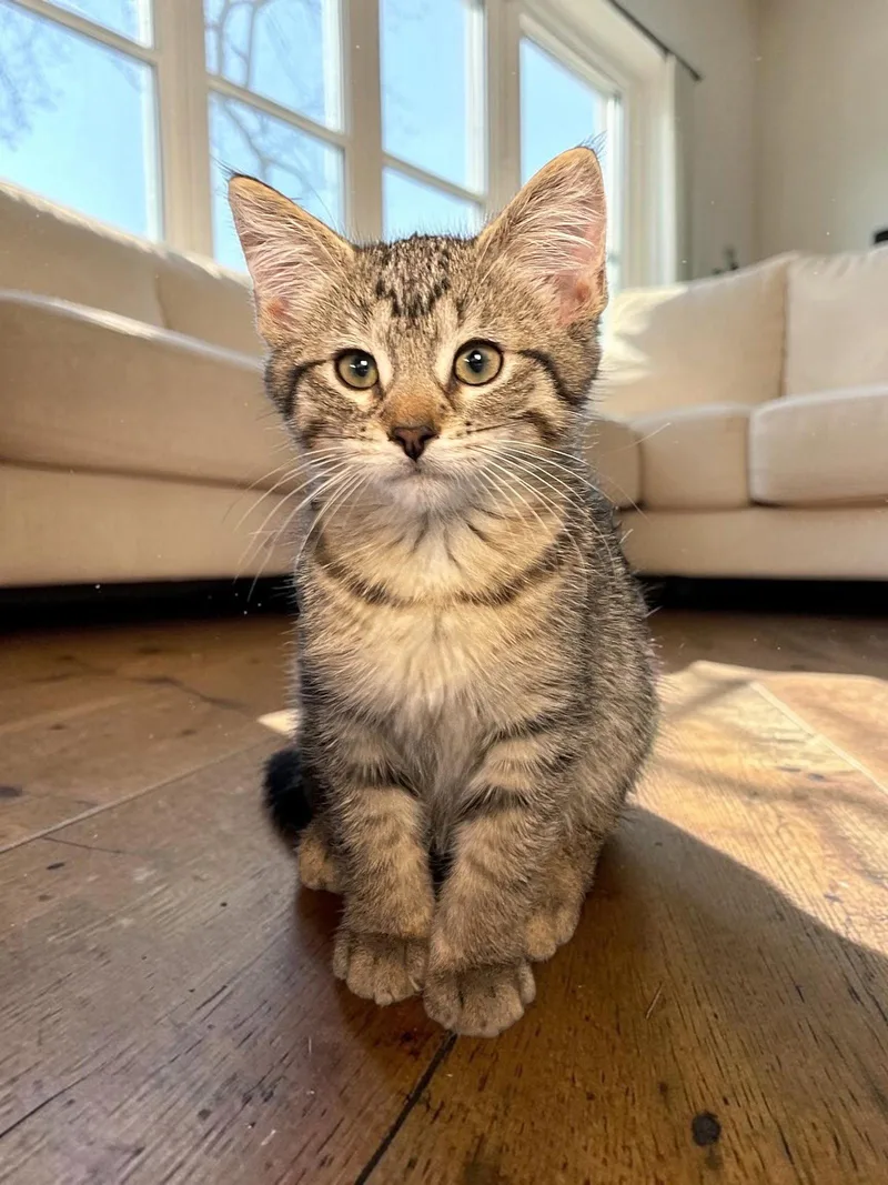 A baby medium-sized male Domestic Short Hair cat named Wolfie for adoption in Champaign, IL