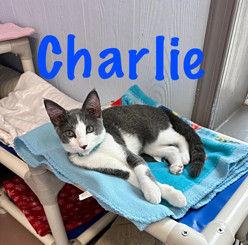 Charlie thumbnail 3