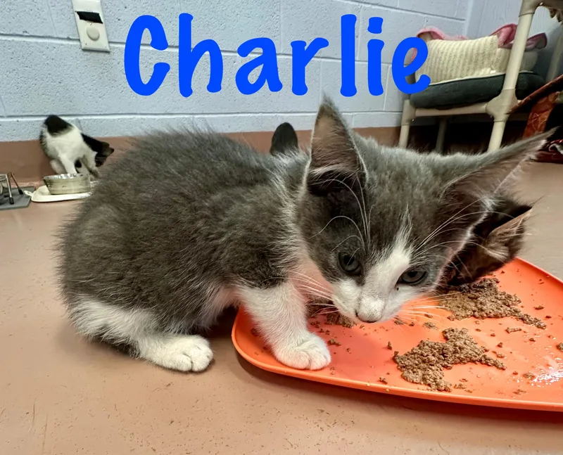 Charlie thumbnail 4