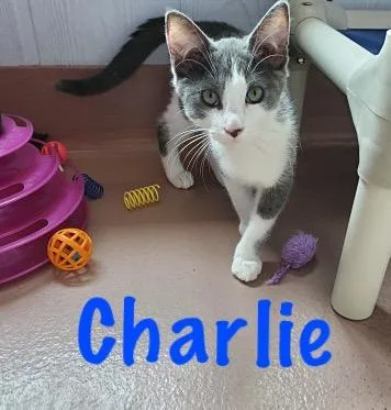 Charlie thumbnail 5