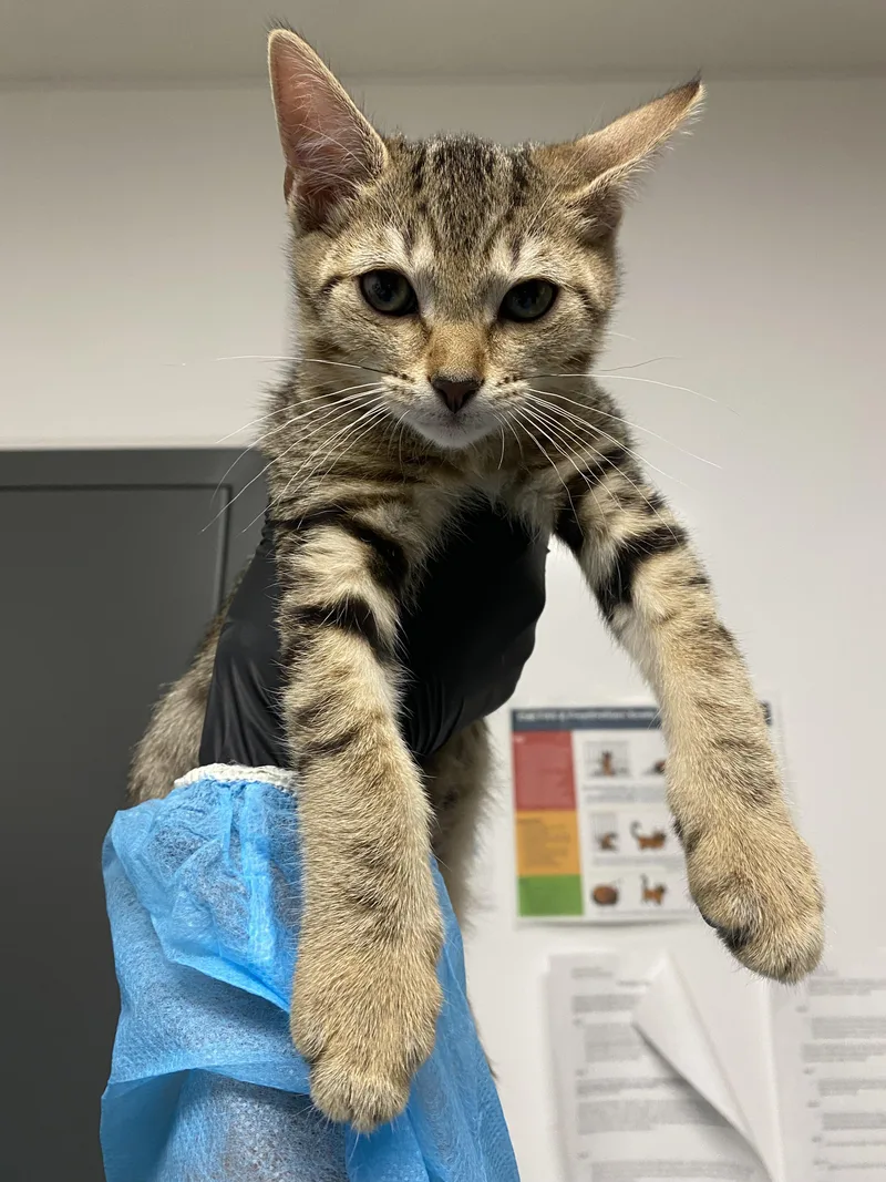 A baby small-sized male Domestic Short Hair cat named Prada for adoption in Chico, CA