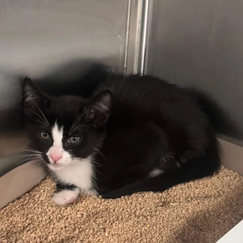 A baby small-sized female Black Domestic Short Hair cat named Gillette for adoption in Clearwater, FL