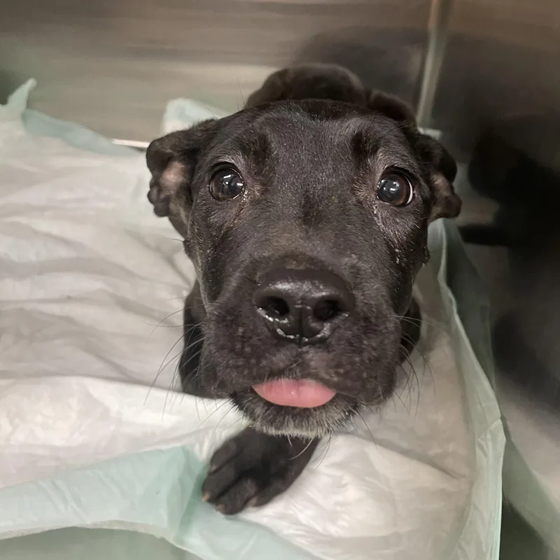 Coraline thumbnail 2