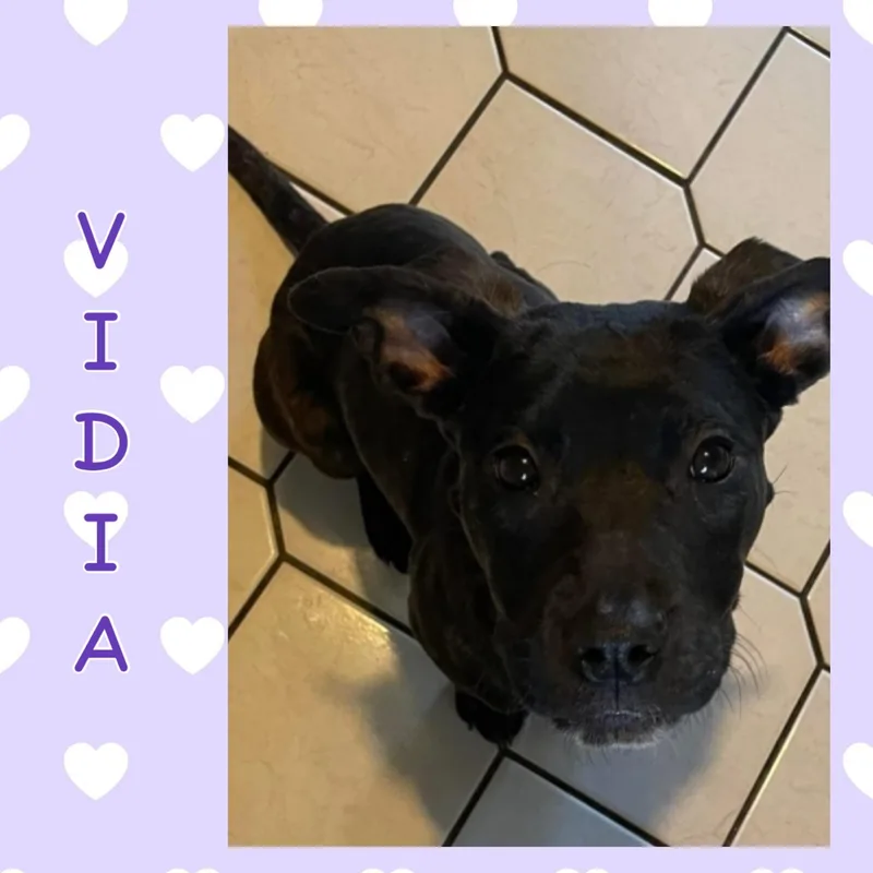 Coraline thumbnail 4