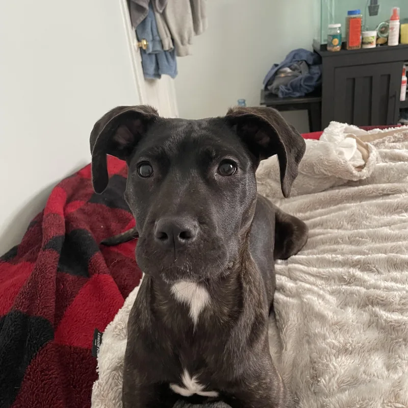 Coraline thumbnail 5