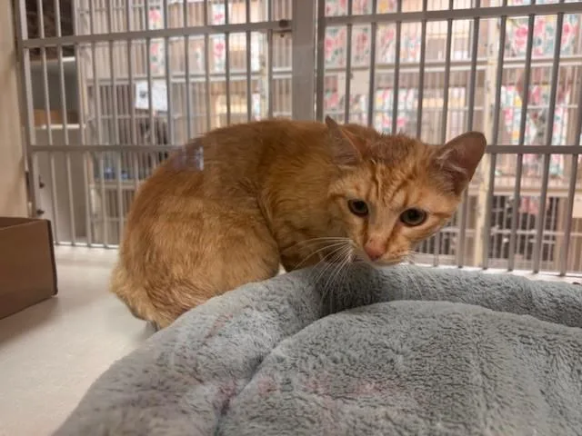 A young small-sized male Domestic Short Hair cat named Eggs Benedict for adoption in Fairfield, CA
