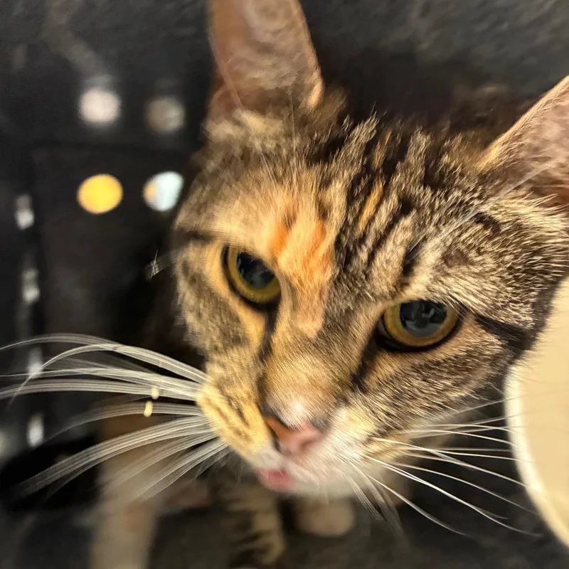 An adult medium-sized female Calico Domestic Short Hair cat named Meadow for adoption in Newark, NJ