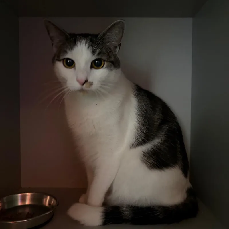 An adult large-sized female Domestic Short Hair cat named Zoe for adoption in Sarasota, FL