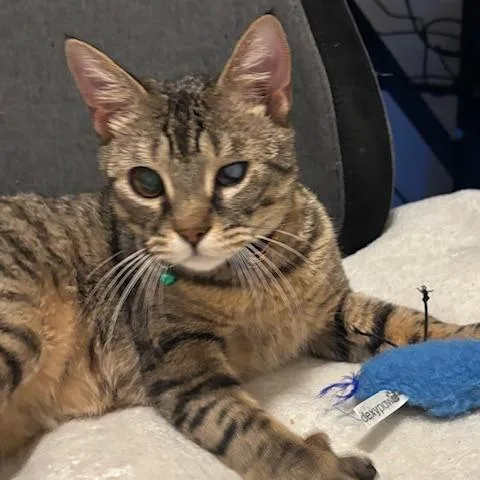 A young medium-sized male Tabby (Brown / Chocolate) Domestic Short Hair cat named Rigel for adoption in Evanston, IL